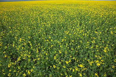 《拳皇98终极之战赛最终版》PS4版新预告 10月27日正式发售